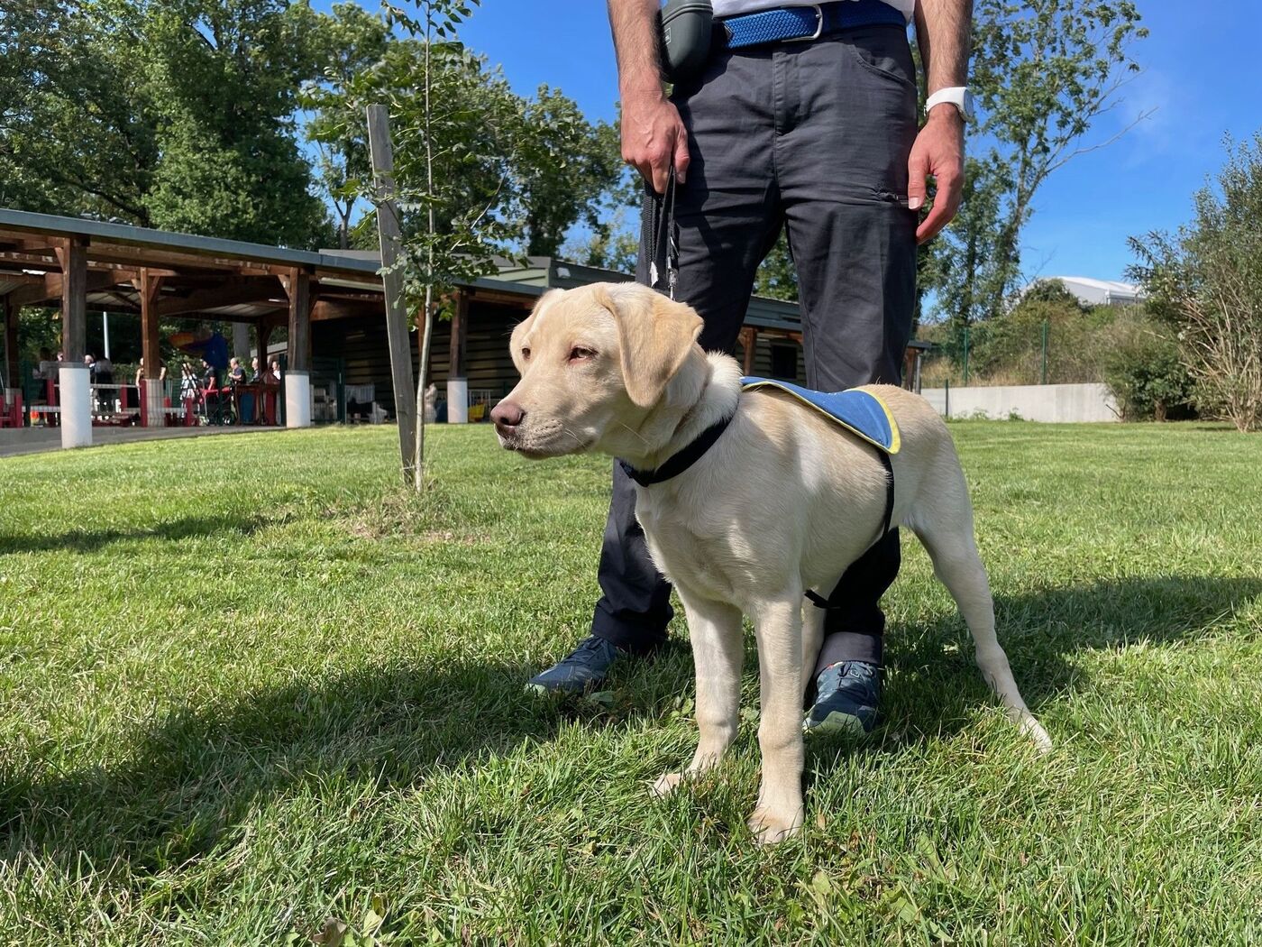Buc (Yvelines), samedi 6 septembre. Les chiens grandissent au centre jusqu'à l'âge de trois mois puis sont confiés à des familles d'accueil avant d'être éduqués au terme de leur première année. LP/Sébastien Birden