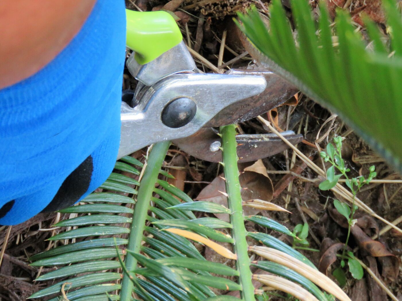 Couper une feuille encore verte affaiblit le palmier, ralentissant son développement et compromettant sa résistance. Copyright (c) Christine_Kohler/Istock.