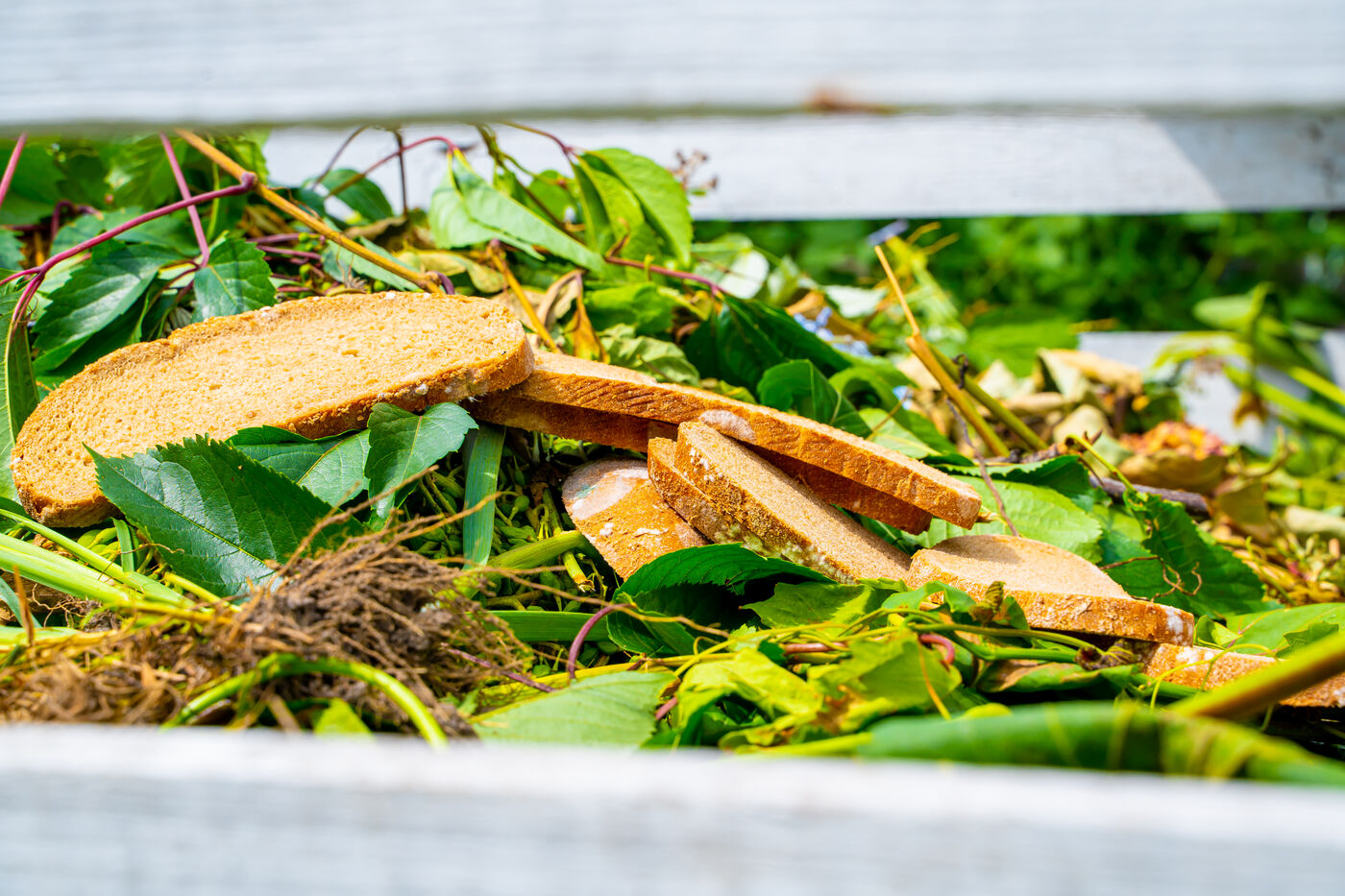 Souvent vu comme un simple déchet de table, le pain sec est en réalité une source de carbone précieuse pour le sol. Copyright (c) Vladyslav Varshavskiy/Istock.